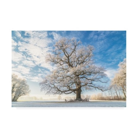 Trademark Fine Art Lars Van de Goor 'Cold Oak' Canvas Art, 16x24 IC02077-C1624GG